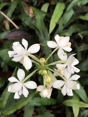Calanthe triplicata