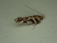 Aristotelia devexella