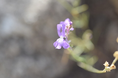 Linaria elegans