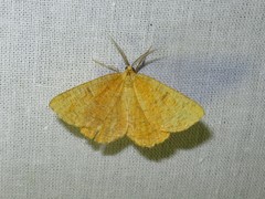Angerona prunaria