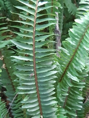 Nephrolepis