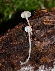 Hemimycena lactea