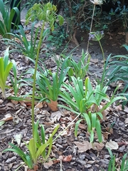 Agapanthus