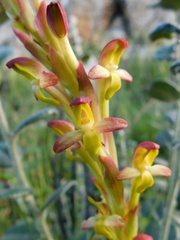 Disa comosa