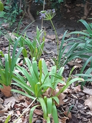 Agapanthus