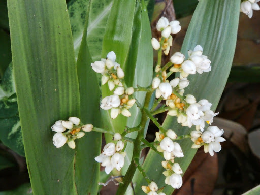 Xiphidium
