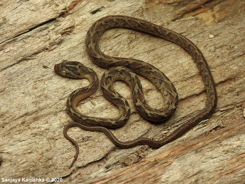 Photo of a Common Cat Snake (Boiga trigonata)