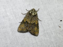 Craniophora ligustri