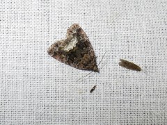 Deltote pygarga