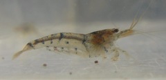 Caridina serrata