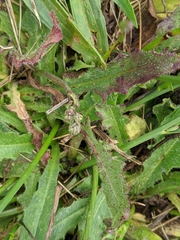 Leontodon saxatilis saxatilis