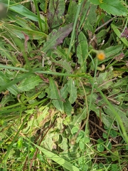 Leontodon saxatilis saxatilis