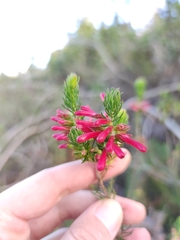 Erica abietina