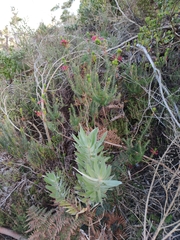 Erica abietina