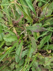 Leontodon saxatilis saxatilis