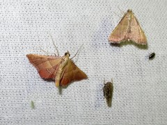 Endotricha flammealis