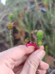 Erica abietina