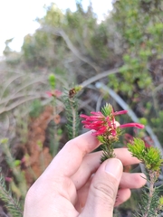 Erica abietina