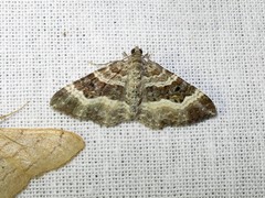 Epirrhoe alternata
