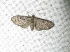 Eupithecia virgaureata