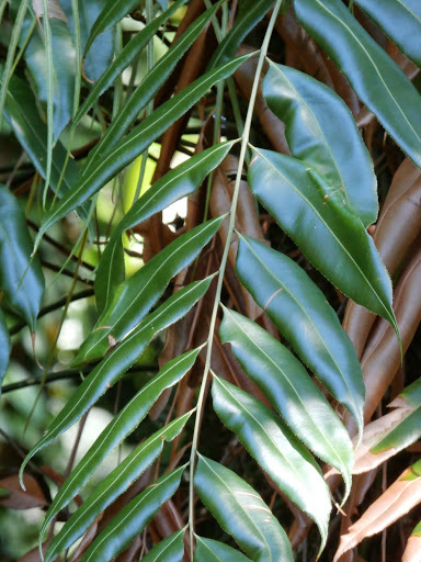 Stenochlaena
