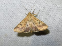 Helicoverpa armigera