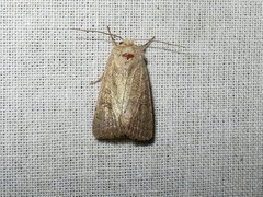 Hoplodrina blanda