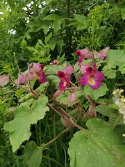 Proboscidea fragrans