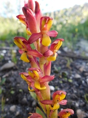Disa comosa
