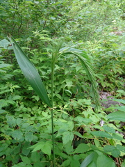 Elymus wiegandii