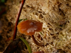 Galerina patagonica