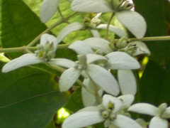 Congea tomentosa