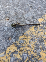 Dromogomphus