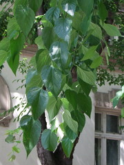 Celtis australis