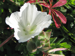 Sidalcea hirsuta