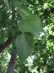 Celtis australis