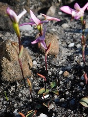 Disa obliqua