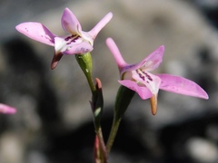 Disa obliqua