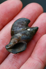 Crepidula adunca