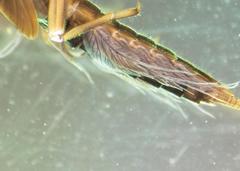 Leptophlebia