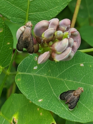 Eutreta novaeboracensis photo 3