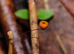 Marasmius crinis-equi