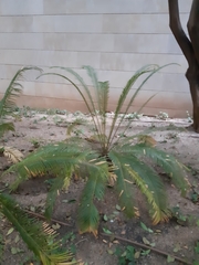 Cycas