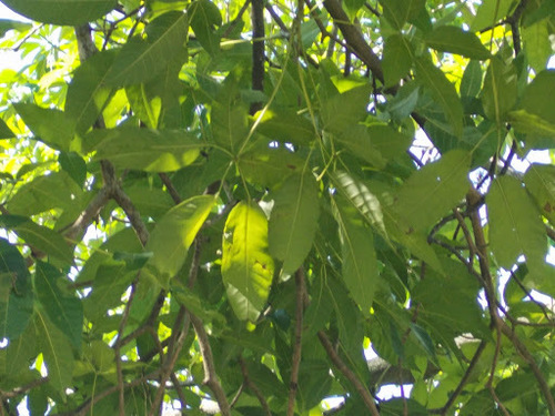 Tabebuia heterophylla