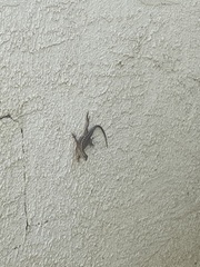 Sceloporus occidentalis