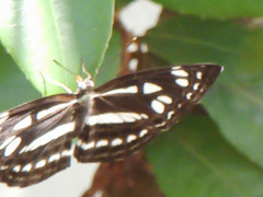 Phaedyma columella singa