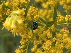 Perilampidae