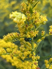 Perilampidae
