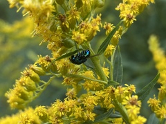 Perilampidae