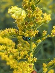 Perilampidae